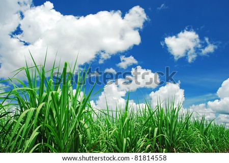 Corn field rice way on the green field background  rice farm