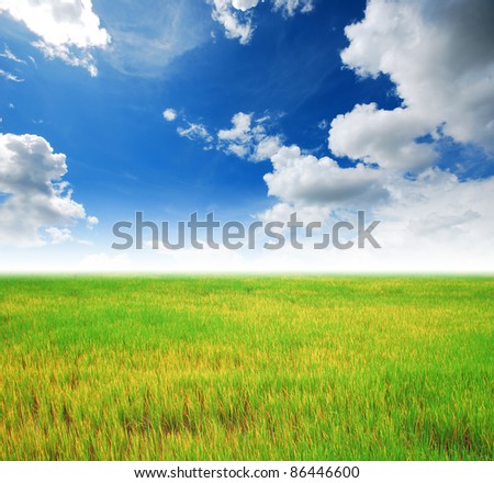 Rice field green grass blue sky cloud cloudy landscape background yellow