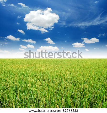 Rice field green grass blue sky cloud cloudy landscape background yellow