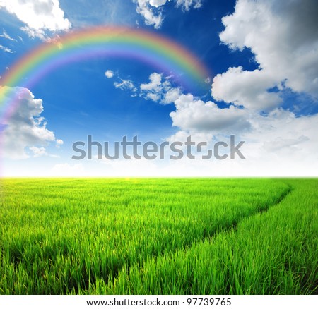 Rice field green grass blue sky cloud cloudy landscape background rainbow