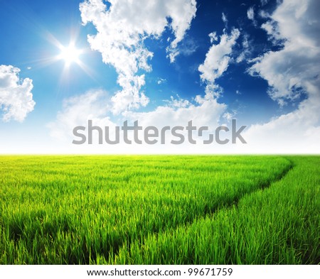 Rice field green grass blue sky cloud cloudy landscape background lawn