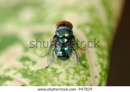 Macro shot of a green fly - slight shallow Depth Of Field on the eyes area. check out the photographer reflection on its body :)