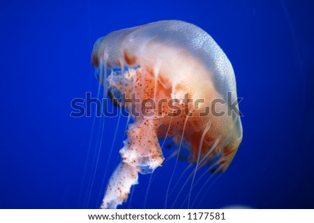 Jelly Fish close up shot.