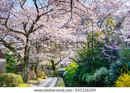Kyoto, Japan at Philosopher\'s Walk in the spring season.