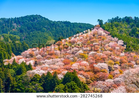 Yoshinoyama, Nara, Japan spring landscape.