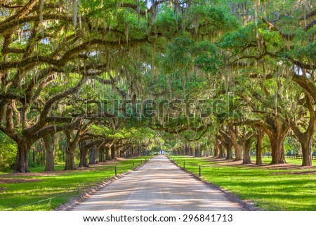 Charleston, South Carolina, USA tree lined plantation entrance.