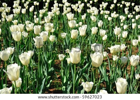 a field of white roses
