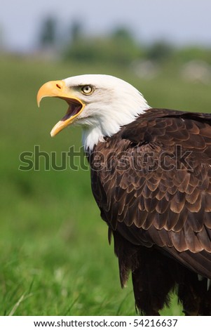 Agressive eagle sitting in the grass looking over it\'s shoulder