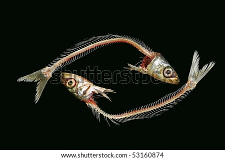 sardine fish skeleton in the shape of an eye, Pisces.