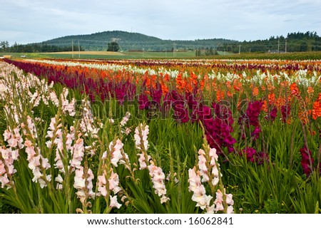 Gladioli being grown for commercial market