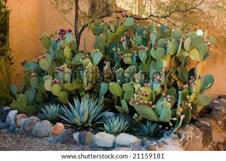 Giant prickly pear cactus and small agave cactus in southwest garden
