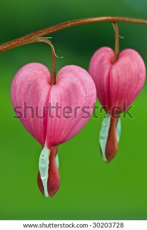A beautiful bleeding heart flower in springtime