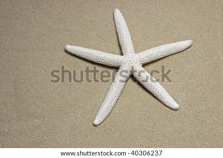 Dried White Finger Starfish on pale golden sand