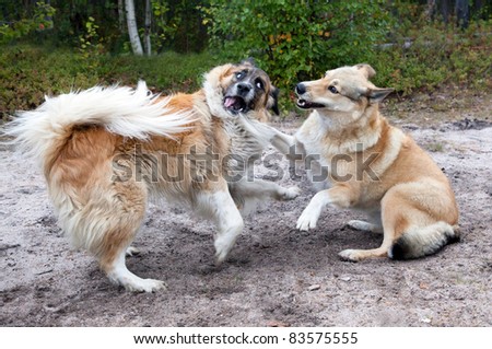 Two dogs playing on the nature of the fight