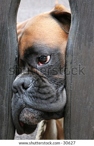 A poor dog behind the fence