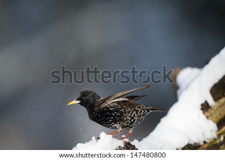 A Starling shaking off snow from itself.