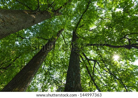 Peaceful, serene forest scene in the shade at the base of large, tall tulip trees, with green deciduous leaves. The view is up into the green tree canopies. The sun is peeking through the leaves.