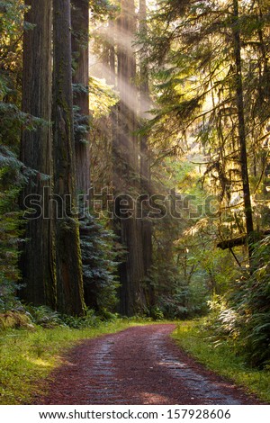 Beautiful scene of lightly traveled gravel road, curving through a green, moist, pristine redwood forest. rays of sunlight filter through a tall grove of redwood trees. Vertical format.