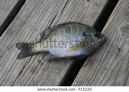 Live fish on wooden deck