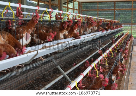 Red chickens in cell sections