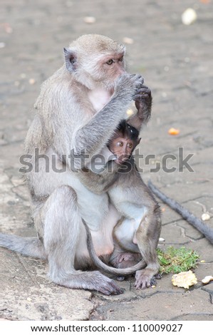 a little monkey with it\'s mom are sitting on the ground