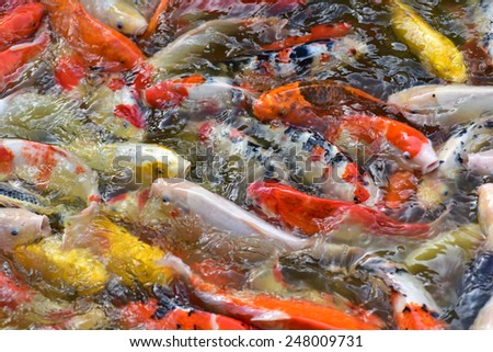Fancy carp fishs in The pond are eating food