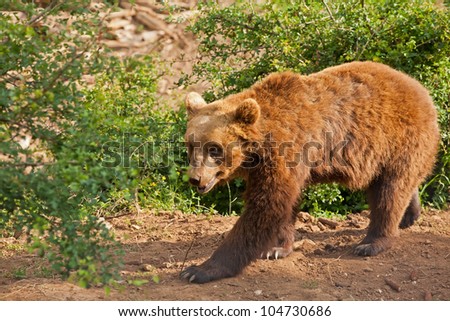 Elderly European brown bear (Ursus arctos) walking freely and grasping the branch with the paw, in the bear reserve in Kuterevo, Croatia