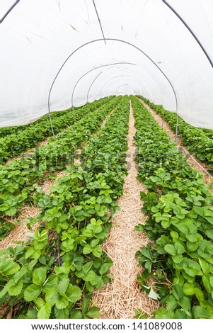 Large greenhouse with rows of fresh organic strawberry plant (Fragaria ananassa)