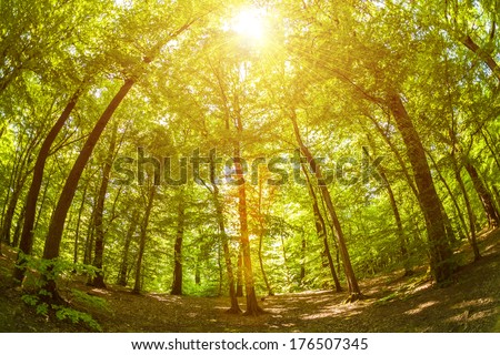 Fisheye shot of trees in the woods, with lens flare effect added in post production