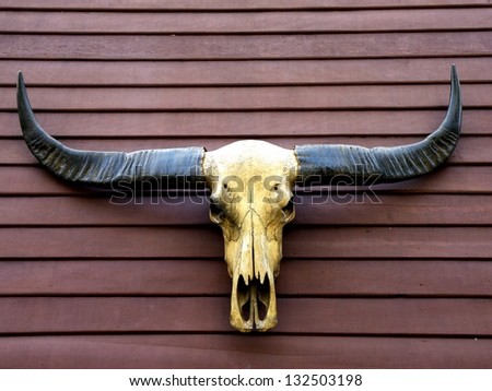 Closeup of buffalo skull.