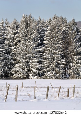 Snow covered pine trees in a field with a barbed wire fence