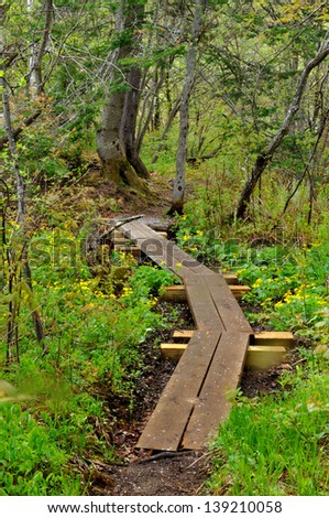 A board walk along the Appalachian Trail in Vermont with yellow spring flowers