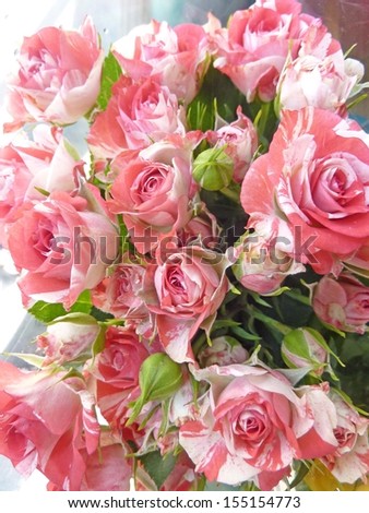 Pink and white rosebuds
