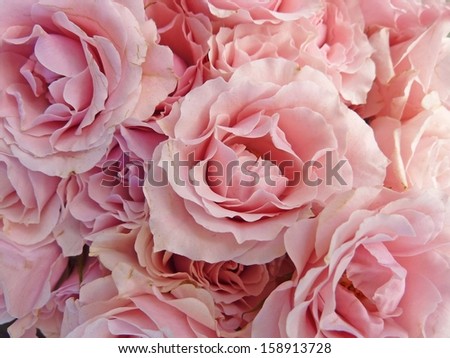 Mini pink roses