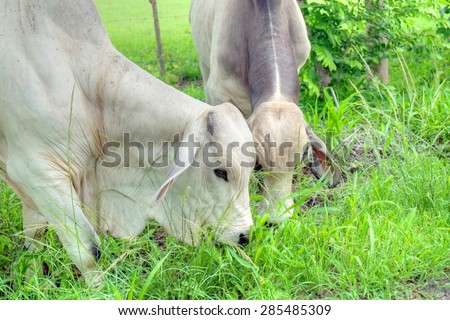 Tow Brahman bulls eating grass at the side of a country road