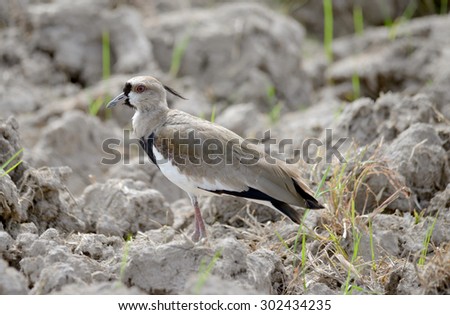 Southern Lapwing (Vanellus chilensis) guarding a nest near a rice field in the countryside of Panama