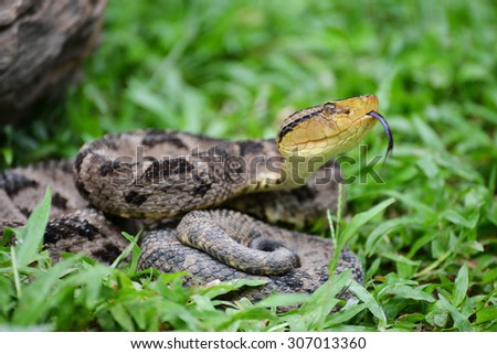 Ferdelance Pit Viper sensing its surroundings with his tongue in the Rain  Forest of Panama