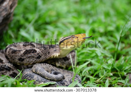 Ferdelance Pit Viper sensing its surroundings with his tongue in the Rain  Forest of Panama