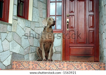 Weimaraner dog sitting on the front door guarding the house