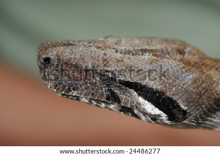Macro shot of a boa constrictor  snake head