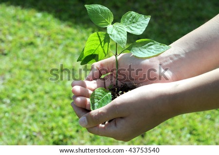hands holding a small seedling ready to be planted