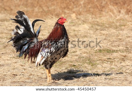 Fighting rooster in a farm field