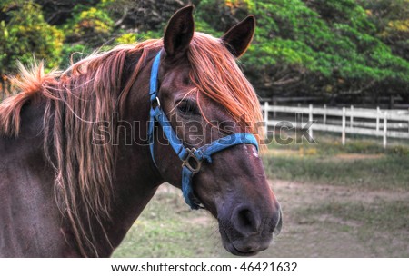 Profile shot of a beautiful peruvian paso stallion