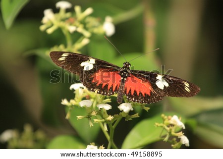 Beautiful Dot-bordered Heliconia (Laparus doris) butterfly perched on a wild flower