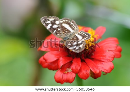 Beautiful Gray-based crescent (Castilia griseobasalis) butterfly on a red flower