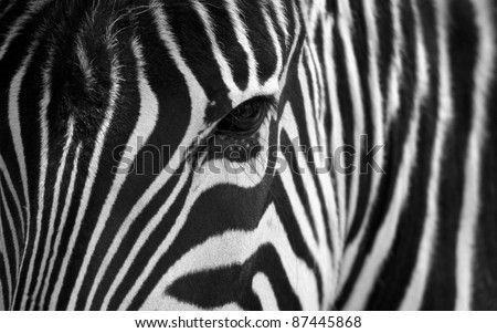 Similar – Image, Stock Photo Zebra eye zebra closeup