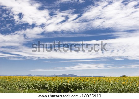 Sunflower plantation in Cordoba, Argentina, with a blue and cloudy sky (landscape format)
