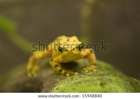 panamanian golden frog over tree