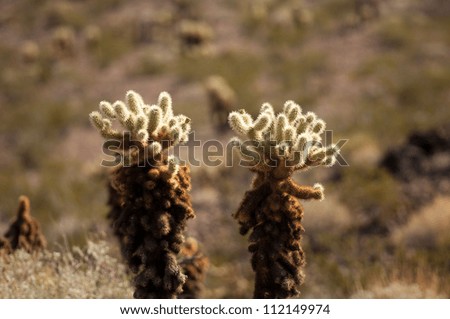 Cactus Plants in the Desert in Arizona