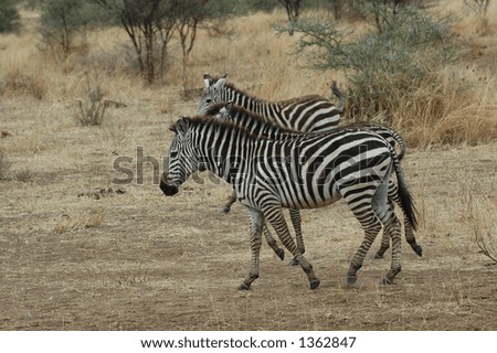Zebra on the Move